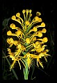 01102-00118-Yellow-fringed Orchid, Plantanthera ciliaris.jpg