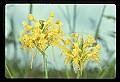 01102-00119-Yellow-fringed Orchid, Plantanthera ciliaris.jpg