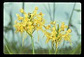 01102-00120-Yellow-fringed Orchid, Plantanthera ciliaris.jpg