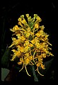 01102-00121-Yellow-fringed Orchid, Plantanthera ciliaris.jpg