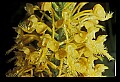 01102-00122-Yellow-fringed Orchid, Plantanthera ciliaris.jpg