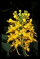 01102-00123-Yellow-fringed Orchid, Plantanthera ciliaris.jpg