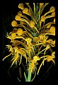 01102-00125-Yellow-fringed Orchid, Plantanthera ciliaris.jpg