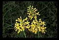 01102-00126-Yellow-fringed Orchid, Plantanthera ciliaris.jpg