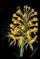 01102-00127-Yellow-fringed Orchid, Plantanthera ciliaris.jpg