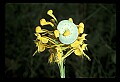 01102-00128-Yellow-fringed Orchid, Plantanthera ciliaris.jpg