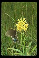 01102-00129-Yellow-fringed Orchid, Plantanthera ciliaris.jpg