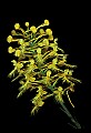 01102-00131-Yellow-fringed Orchid, Plantanthera ciliaris.jpg