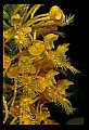 01102-00132-Yellow-fringed Orchid, Plantanthera ciliaris.jpg