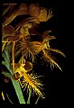 01102-00133-Yellow-fringed Orchid, Plantanthera ciliaris.jpg