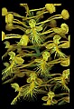 01102-00134-Yellow-fringed Orchid, Plantanthera ciliaris.jpg