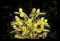 01102-00135-Yellow-fringed Orchid, Plantanthera ciliaris.jpg