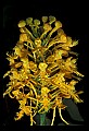 01102-00136-Yellow-fringed Orchid, Plantanthera ciliaris.jpg