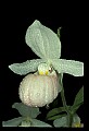 01105-00001-Showy Lady's Slipper, Cypripedium Reginae.jpg