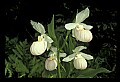 01105-00002-Showy Lady's Slipper, Cypripedium Reginae.jpg