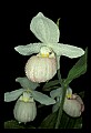 01105-00003-Showy Lady's Slipper, Cypripedium Reginae.jpg