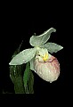 01105-00004-Showy Lady's Slipper, Cypripedium Reginae.jpg