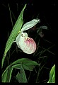 01105-00005-Showy Lady's Slipper, Cypripedium Reginae.jpg