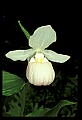 01105-00006-Showy Lady's Slipper, Cypripedium Reginae.jpg