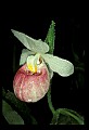 01105-00007-Showy Lady's Slipper, Cypripedium Reginae.jpg