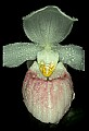 01105-00008-Showy Lady's Slipper, Cypripedium Reginae.jpg