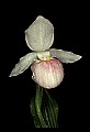 01105-00009-Showy Lady's Slipper, Cypripedium Reginae.jpg