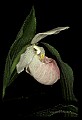 01105-00010-Showy Lady's Slipper, Cypripedium Reginae.jpg