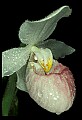 01105-00011-Showy Lady's Slipper, Cypripedium Reginae.jpg