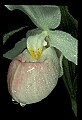 01105-00012-Showy Lady's Slipper, Cypripedium Reginae.jpg