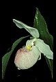 01105-00013-Showy Lady's Slipper, Cypripedium Reginae.jpg