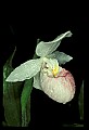 01105-00014-Showy Lady's Slipper, Cypripedium Reginae.jpg