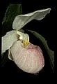 01105-00015-Showy Lady's Slipper, Cypripedium Reginae.jpg