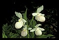 01105-00016-Showy Lady's Slipper, Cypripedium Reginae.jpg