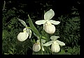 01105-00017-Showy Lady's Slipper, Cypripedium Reginae.jpg