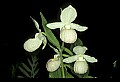 01105-00018-Showy Lady's Slipper, Cypripedium Reginae.jpg