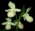 01105-00019-Showy Lady's Slipper, Cypripedium Reginae t.jpg