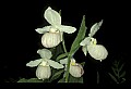 01105-00019-Showy Lady's Slipper, Cypripedium Reginae.jpg