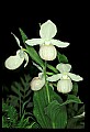 01105-00020-Showy Lady's Slipper, Cypripedium Reginae.jpg