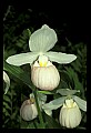 01105-00021-Showy Lady's Slipper, Cypripedium Reginae.jpg