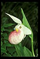 01105-00022-Showy Lady's Slipper, Cypripedium Reginae.jpg