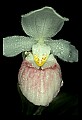 01105-00023-Showy Lady's Slipper, Cypripedium Reginae.jpg