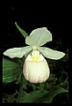 01105-00024-Showy Lady's Slipper, Cypripedium Reginae.jpg