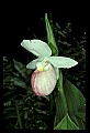 01105-00025-Showy Lady's Slipper, Cypripedium Reginae.jpg