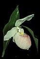 01105-00026-Showy Lady's Slipper, Cypripedium Reginae.jpg