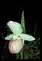 01105-00027-Showy Lady's Slipper, Cypripedium Reginae.jpg