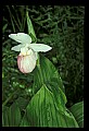 01105-00028-Showy Lady's Slipper, Cypripedium Reginae.jpg