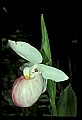 01105-00029-Showy Lady's Slipper, Cypripedium Reginae.jpg