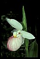 01105-00030-Showy Lady's Slipper, Cypripedium Reginae.jpg