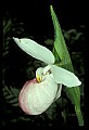 01105-00031-Showy Lady's Slipper, Cypripedium Reginae.jpg