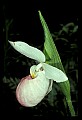 01105-00032-Showy Lady's Slipper, Cypripedium Reginae.jpg